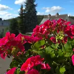 Alesia Suedpfalz Apartman Bad Bergzabern
