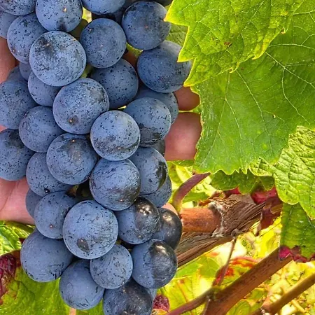 Alesia Suedpfalz Appartement Bad Bergzabern