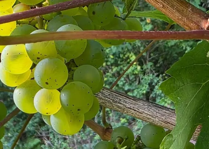 Alesia Suedpfalz * Bad Bergzabern