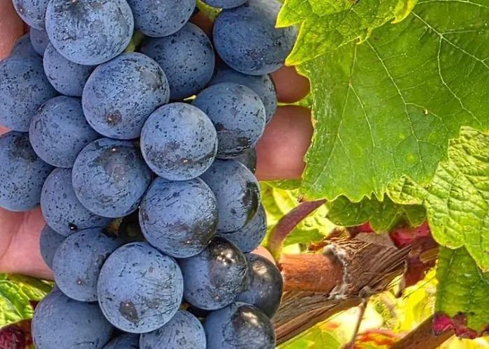 Alesia Suedpfalz Appartement Bad Bergzabern