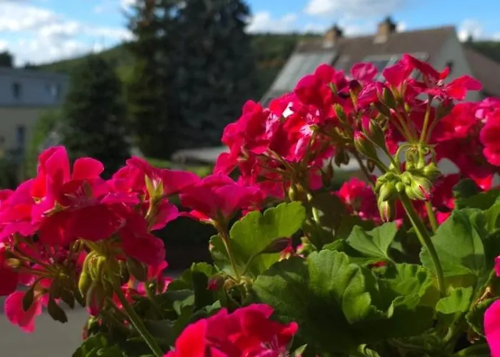 Alesia Suedpfalz Appartement Bad Bergzabern